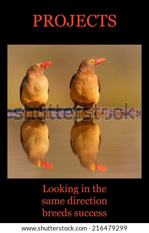 Motivational poster - PROJECTS: pair of birds looking in the same direction