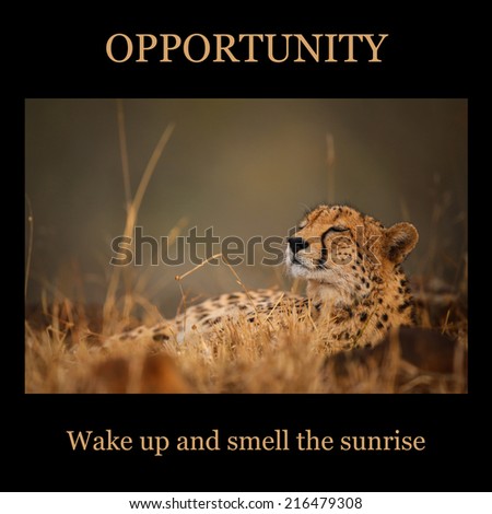 Motivational poster - OPPORTUNITY: cheetah lying in morning sun
