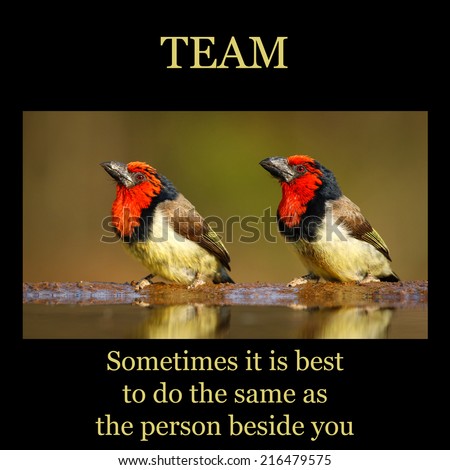Motivational poster - TEAM: pair of birds looking in the same direction