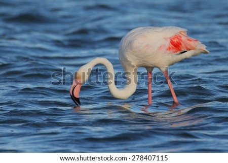 Greater flamingo wading in water looking for food