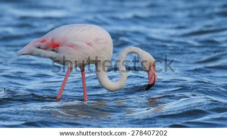 Greater flamingo wading in water looking for food