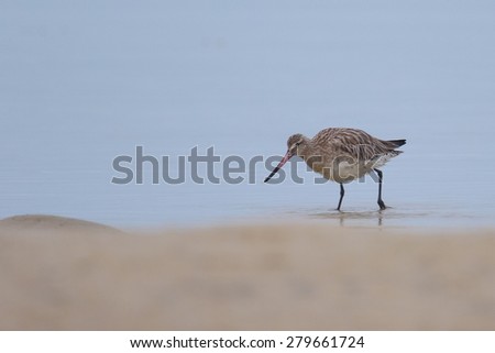 Bar-tailed godwit walking in water looking for breakfast