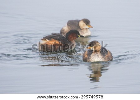 Dabchick swimming on calm water, South Africa