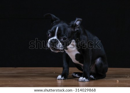 Boston terrier puppy playing with treat in studio