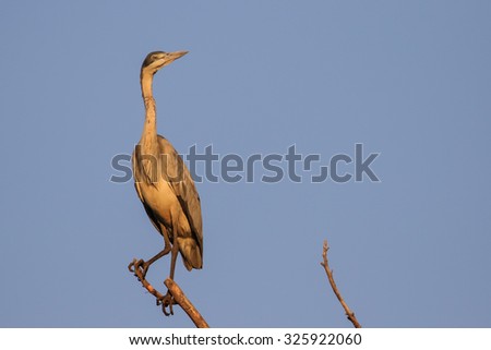 Black-headed heron standing on top of tree, South Africa