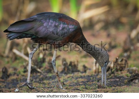 Glossy ibis finding food in reeds of shallow water, South Africa