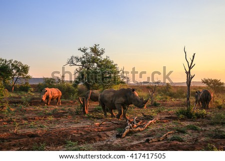 Rhino herd moving around at sunset