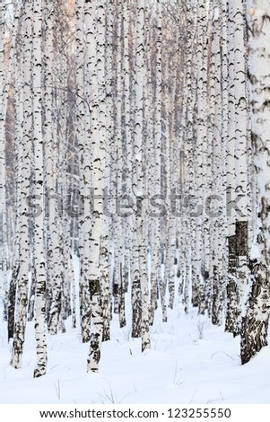Winter birch forest. January
