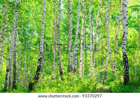 Sunny day in the summer birch forest in may