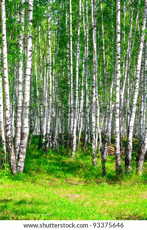 Sunny day in the birch forest in may
