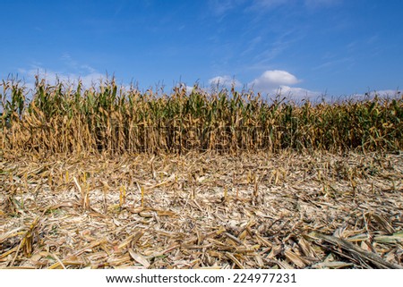 Large view at the corn field summer