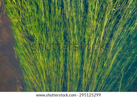 Long large underwater plant in the small stream
