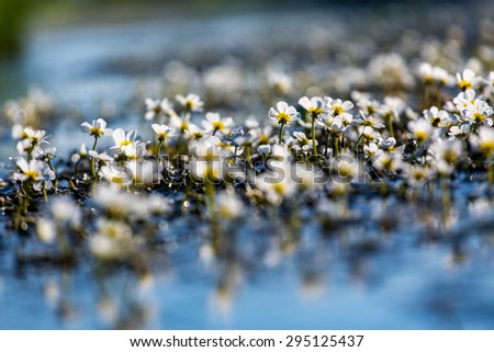 Small white delicate flowers of the underwater plant
