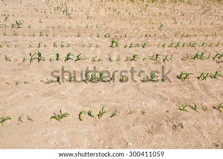 Large view on the young corn field in bad condition