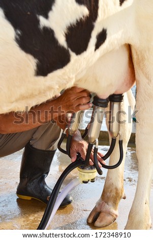 A man and Vertical view on machine milking of a cow