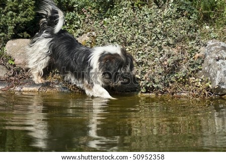 Fishing dog