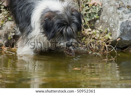 Fishing dog