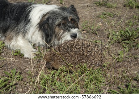 A hedgehog who is not afraid of the dog