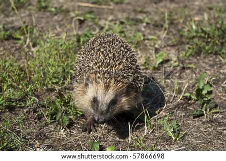 Hedgehog on a walk in the woods