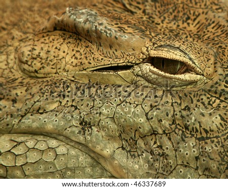 an eye of a crocodile for textures