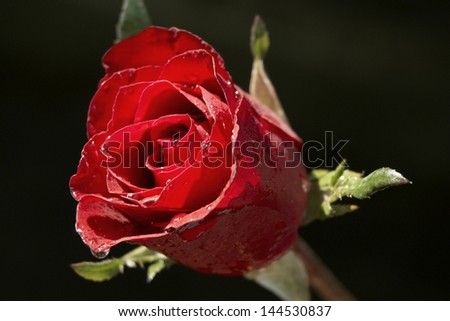 Red Rose Flower Isolated on black Background. on Beautiful Red Rose