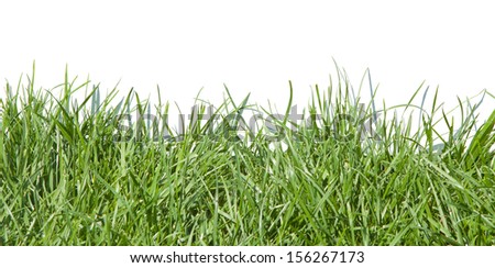 Photo grass, grass on white background, grass in sunlight, part of the meadows, juicy grass, green grass