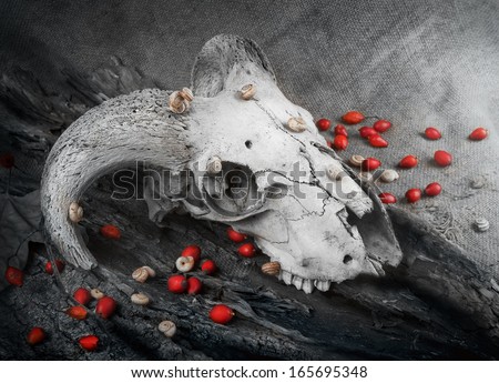 animal skull, in black and white, animal remains, dead body