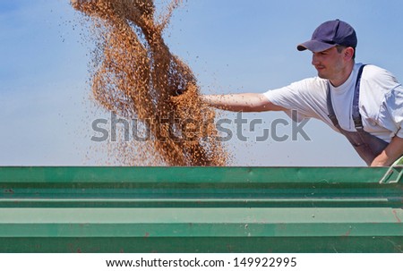 Young farmer checks his wheat flow while combine harvester unloads wheat into tractor trailer.