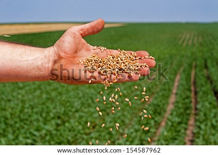Farmer\'s hand spilling freshly harvested wheat grains over soybeans landscape