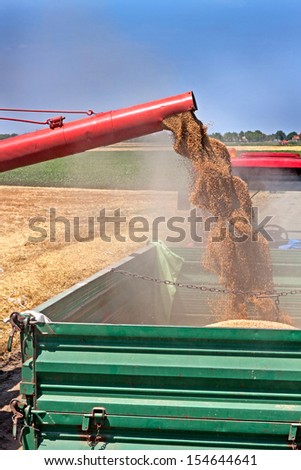 Combine harvester unloads freshly harvested wheat grains into tractor trailer