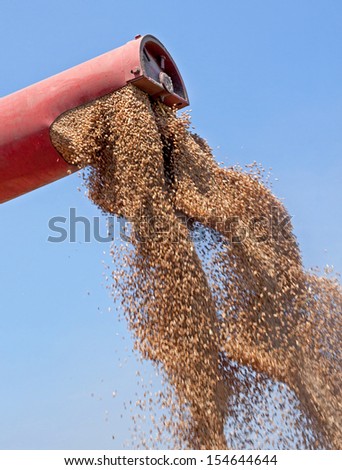 Combine harvester unloads freshly harvested wheat grains