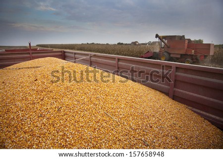 Tractor trailer full of corn maize seed with combine harvester in background