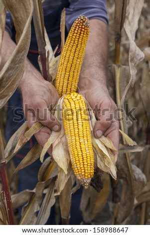 Farmer\'s hands showing corn maize ears ready to be harvested