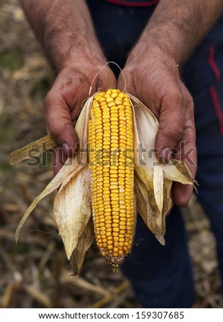 Holding corn maize ear
