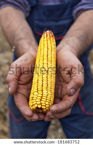 Farmer showing ripe corn maize ear before harvest