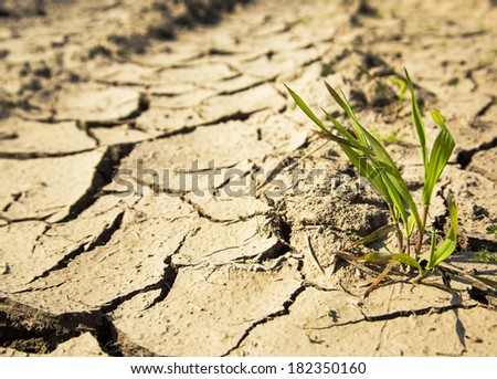 Plant struggling for life at drought land
