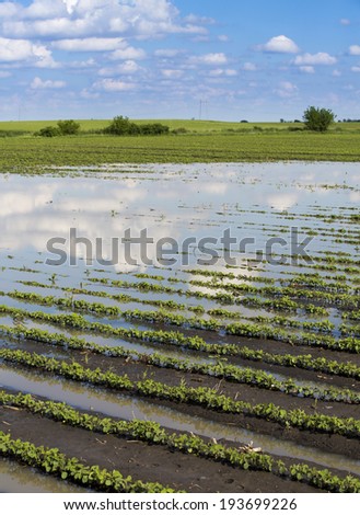 Agricultural disaster, flooded soybean crops.
