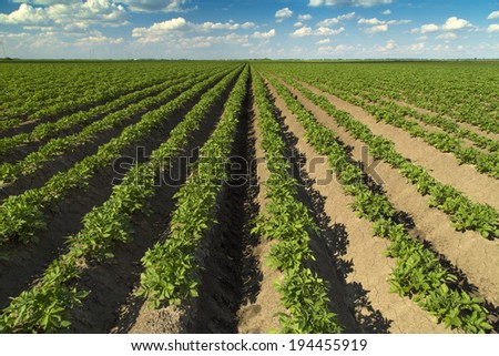 Green field. Agricultural field of growing potato