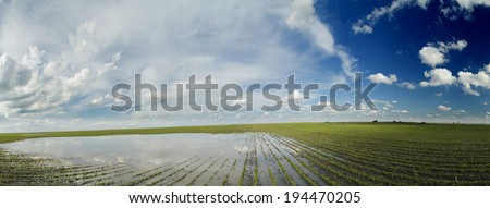 Agricultural disaster, panorama shot of flooded soybean crops.