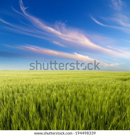 Green field landscape, agricultural field, barley.