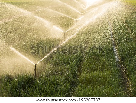 Agricultural irrigation of onion field at sunset