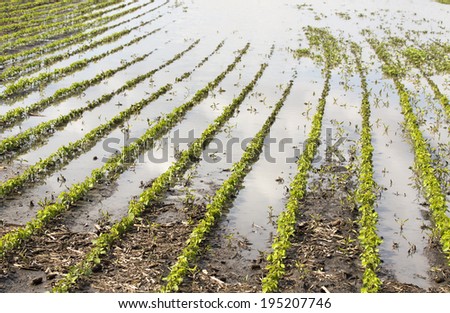 Agricultural disaster, field of flooded soybean crops.