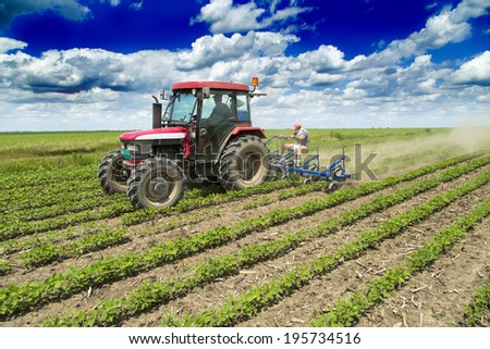 Cultivating field of young soybean crops with row crop cultivator machine