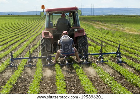Cultivating field of young soybean crops with row crop cultivator machine