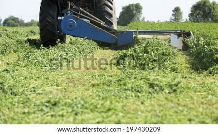 Mowing clover field with rotary cutter, preparing shamrock field for cattle food