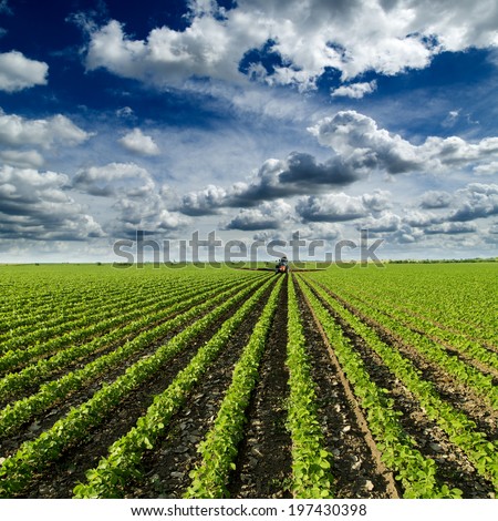 Soybean field ripening at spring season, agricultural landscape. Red tractor spraying field