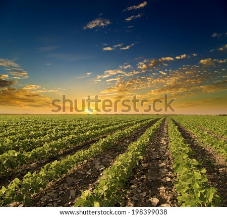 Soybean field ripening at spring season, agricultural landscape. Sunset