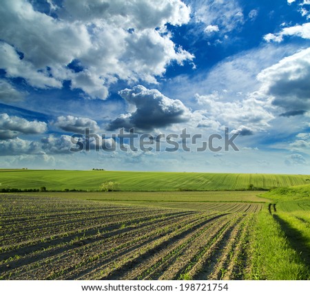 Agricultural landscape of growing fields at spring season.