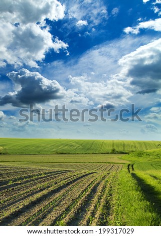 Agricultural landscape of growing fields at spring season.