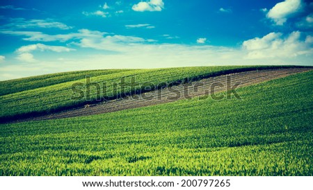 Wheat fields and arable land landscape with blue sky
